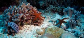 Coral and fish can 'smell' bad reefs, New Study