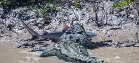 Crocodile And Shark Fight To Death In Australia