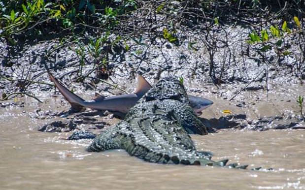 Brutus the giant crocodile attacks shark in Australia (Photo) - Canada ...