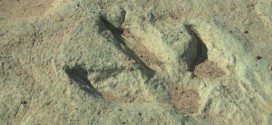 Dino Tracks Discovered in Utah