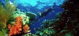 Fish, coral can smell and stay away from damaged reefs, Study