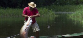 Giant Amazon Fish Becoming Extinct in Many Communities, Study