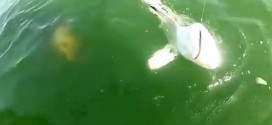 Grouper Swallows Shark Whole