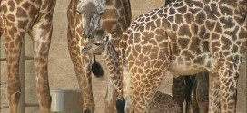 Houston Zoo welcomes adorable new baby giraffe