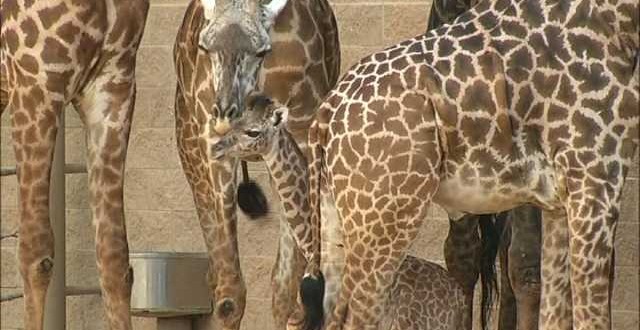 Houston Zoo welcomes adorable new baby giraffe