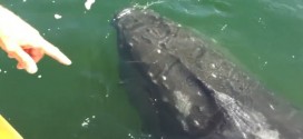 Humpback whale's hour-long visit with BC boat caught on camera