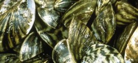 Manitoba : Zebra mussels still in Lake Winnipeg