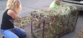 Manitoba cat with bug catcher on head is caught safe