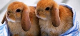 New research sheds light on rabbit domestication, Study