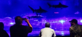 Oklahoma Aquarium to Host Shark Week Activities for All Ages