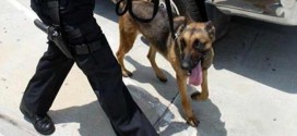 Police dog killed by lightning strike, Report