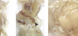 Researchers create see-through mouse and rat bodies