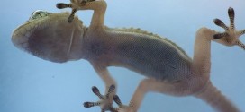 Researchers learn secret of how geckos cling to vertical walls