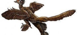 Researchers map evolution of dinosaurs to birds