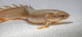 Researchers raised these fish to walk on land