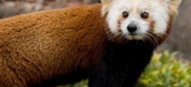 Shama : Red panda dies from brain disorder