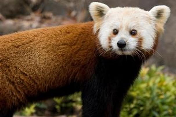 Shama : Red panda dies from brain disorder - Canada Journal - News of