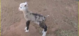 Sheep-goat hybrid born at petting zoo