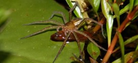 Spiders prefer the city life, Australian Study