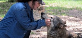 US : Florida preserve brings wolves, people together