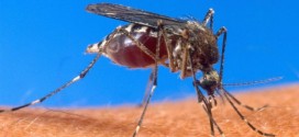 US : Large increase in West Nile mosquitoes