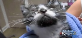 Vet Saves Tiny Kitten Tossed from Speeding Car