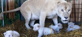 White Lion Cubs Born at German Circus