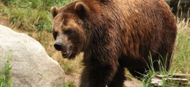 Woman Mauled by Bear Drives Herself to Hospital