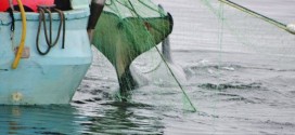 Young orca escapes fisherman's net as tourists look on