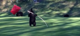 Bear spins in circles on golf course