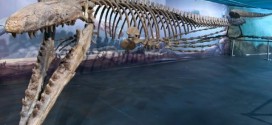 Bruce : Manitoba monster mosasaur biggest on display