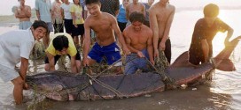 Chinese sturgeon on the brink of extinction