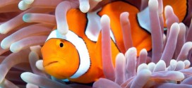 Clownfish can swim 400km to find new home, New Study