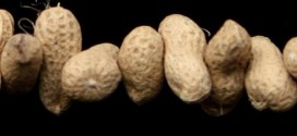 Dry roasted peanuts may trigger allergy risk, Study