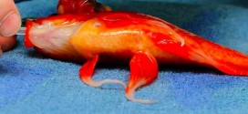 Goldfish surgery saves pet, George, from brain tumor