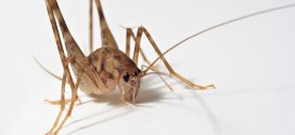 Invasive cricket species takes over in eastern US homes, Study