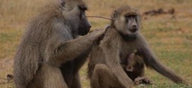 Lady Baboons With Guy Pals Live Longer, Study