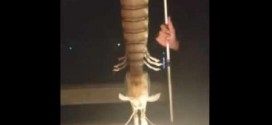 Man catches giant shrimp