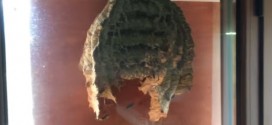 Massive wasps' nest filmed outside window