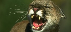 Mountain lion attacks six-year-old boy in California