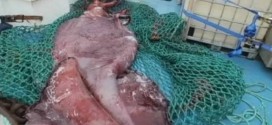 New Zealand colossal squid : Watch scientists dissect a 770-pound squid