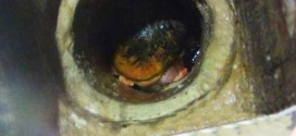 Newborn Baby Found Alive Inside Toilet Pipe