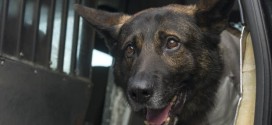 Nude man bites police dog after wild car chase, Report