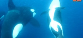 Orcas Vs Shark: Killer Whales Take Down Tiger Shark