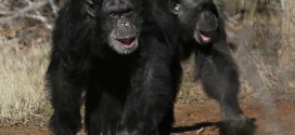 Pet chimpanzees suffer behavioural problems