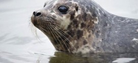 Rescued seal pups released into Burrard Inlet