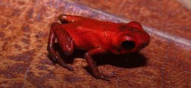 Researchers discover new poison dart frog species in Donoso, Panama