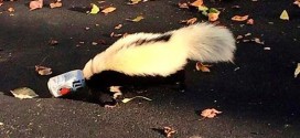 Skunk with head stuck in beer can is rescued