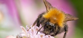 Tree bee spreading thanks to thistles, New Study