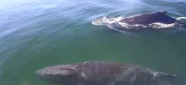 Two humpback whales hide from orcas next to whale watching boat